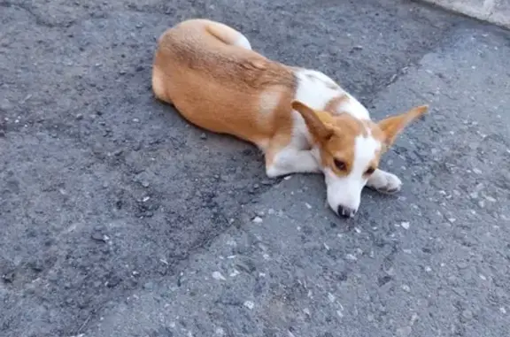 Найдена собака на ул. Чайкиной, Омск