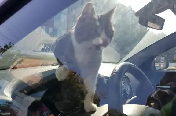 Найдена кошка на улице Крауля, 44