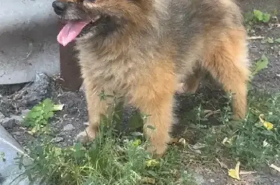 Шпиц щенок найден на Октябрьской улице, Шадринск