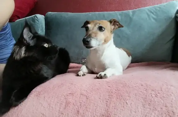 Собаки потеряшки, Москва, фото: Потеряшка собака Джек Рассел, окрас бело-рыжий в Есино-Бабеево-Стёпаново