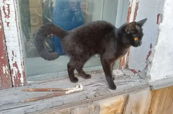 Чёрная кошка на пр. Ленина, 10 в Барнауле
