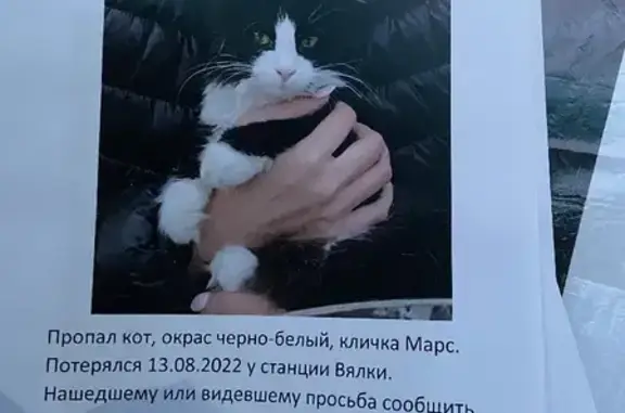 Пропала кошка на Садовой улице, Московская область