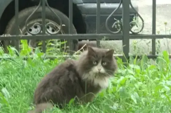 Кошка в ошейнике на Старо-Петергофском проспекте, 8 литВ