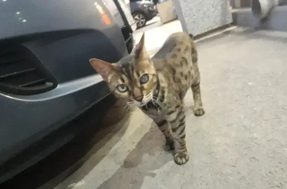 Найдена кошка с ошейником возле магнита на ул. Черникова