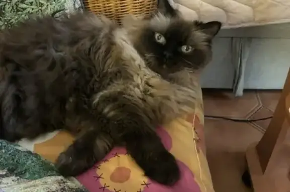 Потерянные животные Усово, фото: Пропала кошка на Рублево-Успенском шоссе, вознаграждение гарантировано