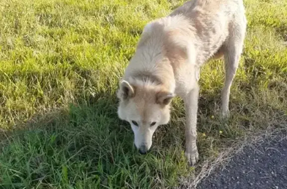Найден пугливый крупный пёс в Томской области