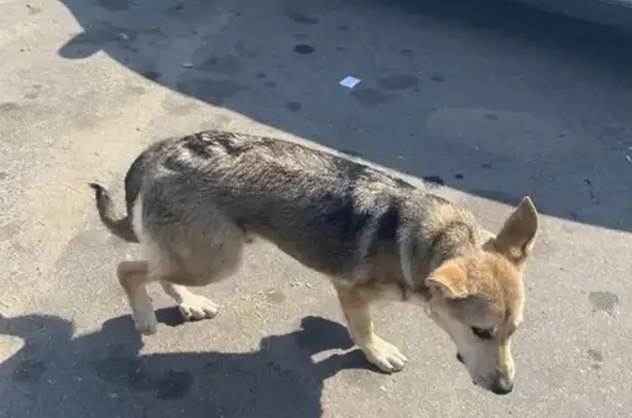 Найдена собака Овчарка на улице Первомайской