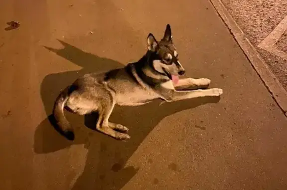 Найдена собака на Лосиноостровской, ищем хозяев!