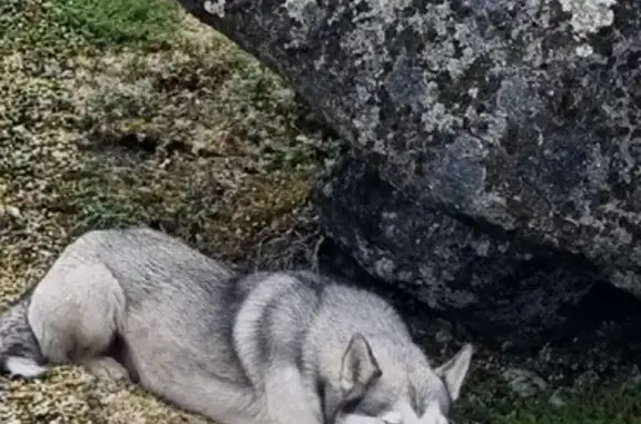 Пропала собака в поселении Ловозеро