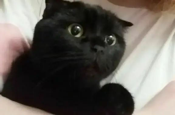 Кошки потеряшки, Казань, фото: Потеряшка кошка на улице Декабристов, 164 в Казани