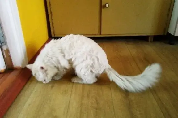 Пропала белая кошка на улице Ленина, Дубна.