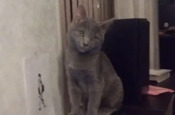 Пропала серая кошка на улице Мира, Лабинск