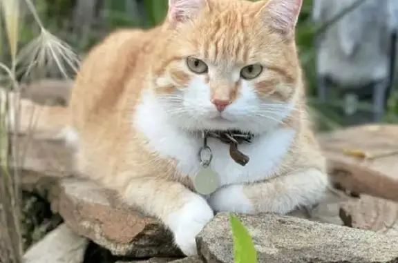 Пропала кошка Джаз в Ильинском поселении, Владимирская область