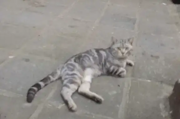 Найден серый кот с белым на 1-й улице Ямского Поля, Москва
