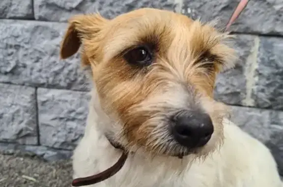 Собака найдена на Охтинской аллее, 16 в Мурино