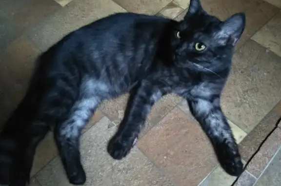 Найдена домашняя кошка на улице Свободы, 22 в Таганроге