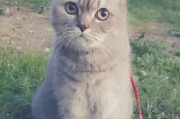 Пропала кошка Сима на Октябрьской, 104