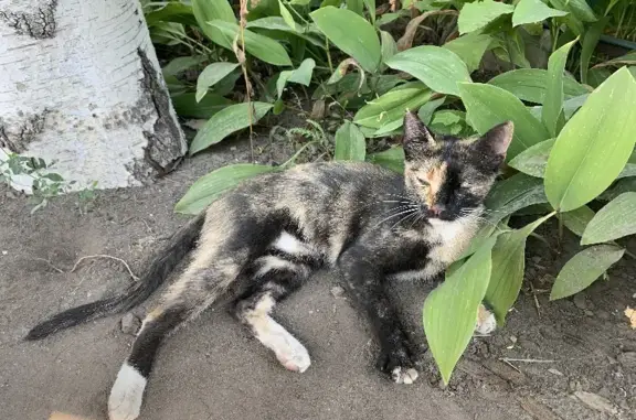 Найдена кошка на ул. Бастионная в Тамбове
