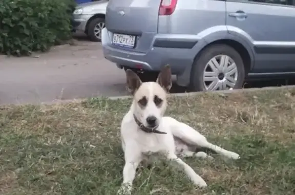 Собака найдена на Верхнеполевой, дом 17, Ульяновск