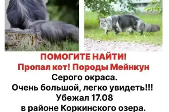 Пропал кот породы мейн-кун в районе Коркинского озера