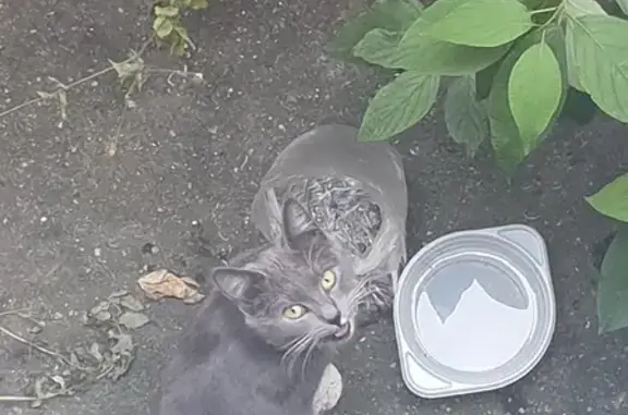 Найдена кошка, Москва, фото: Потерянная кошка на ул. Островитянова, 53 к2, Москва