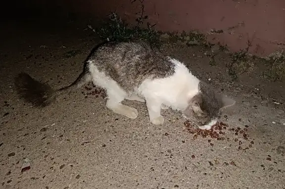 Найден домашний кот на Набережной 17, Астрахань