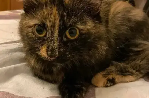 Кошки потеряшки, Санкт-Петербург, фото: Потеряшка кошка на Ленинском проспекте 57 к1, СПб