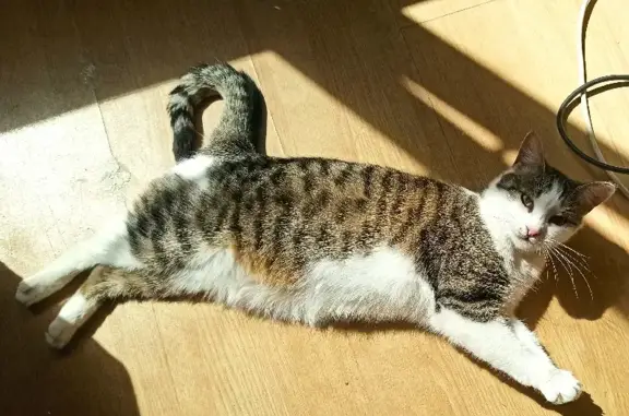 Кошки потеряшки, Санкт-Петербург, фото: Потеряшка кошка на ул. Звёздная 24 в СПб