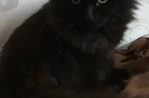 Кошки потеряшки, Москва, фото: Потеряшка кошка Тема на Кировоградской, 19 к2, Москва.