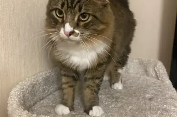 Кошки потеряшки, Ярославль, фото: Потеряшка кот в Туношенском поселении, Ярославская область.