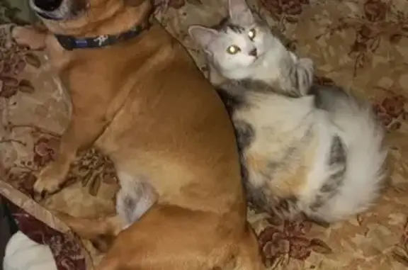 Собаки потеряшки, Москва, фото: Потеряшка собака Фигаро, Волжский, тел. 89692942868