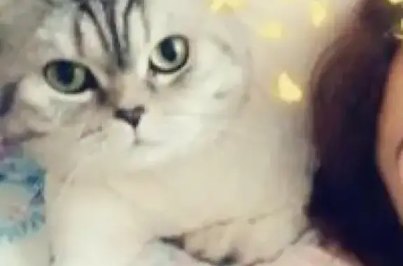 Кошки потеряшки, Волжск, фото: Потеряшка серая Шотландка на ул. Ленина, 64