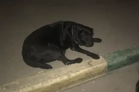 Найденные животные Нижний Новгород, фото: Собака Лабрадор на улице Спутника, 34, Нижний Новгород