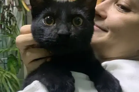 Найдена чёрная кошка с пятнышком на шейке, возраст около года, ул. 9 в Балашихе