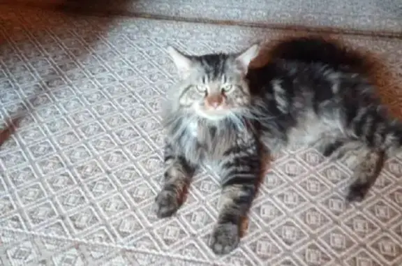 Найден кот в Никольском селении, Смоленская область