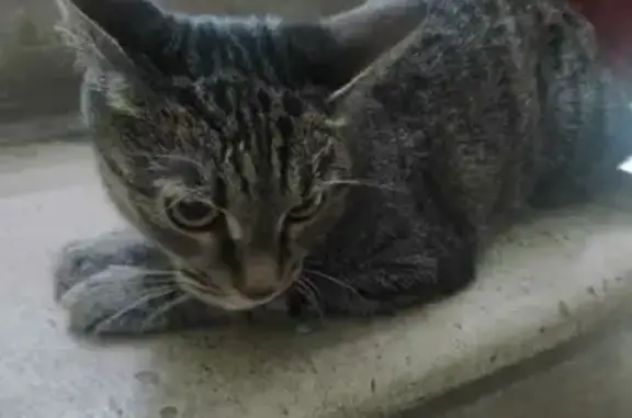 Найдена кошка, Москва, фото: Пропала кошка на Филёвской, 45 к2