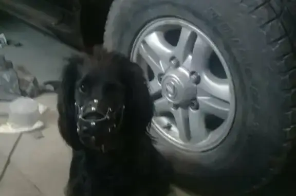 Собаки потеряшки, Москва, фото: Потеряшка собака Тося, ул. Серафимовича 2/20, Москва