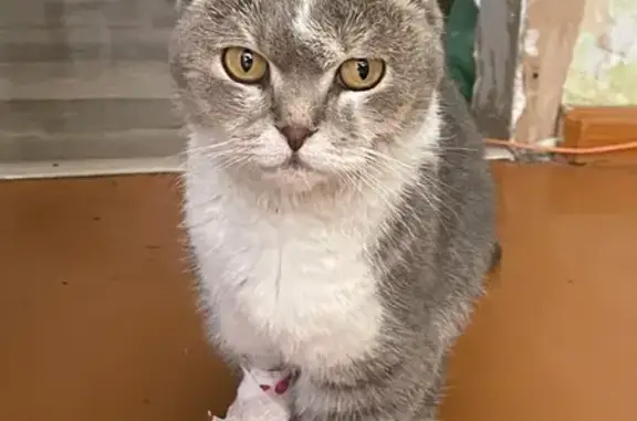 Домашняя вислоухая кошка найдена в Подгорненском поселении, Татарстан