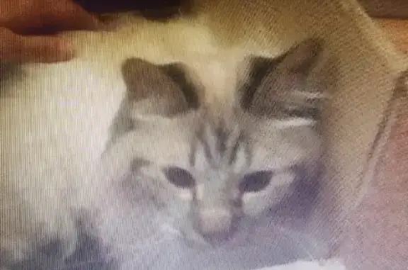 Найдена пушистая кошка с переломом в Щелково