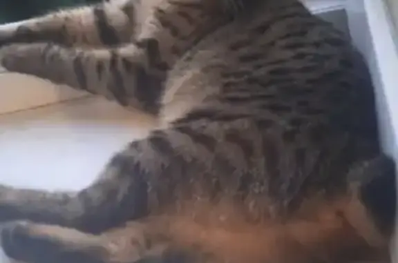 Кошки потеряшки, Москва, фото: Потеряшка кошка породы КУРИЛЬСКИЙ БОБТЕЙЛ, район СТАРТ, кличка Джесси