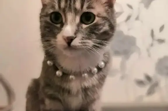 Кошки потеряшки, Санкт-Петербург, фото: Потеряшка кошка Сима, Брестский б-р 9, СПб