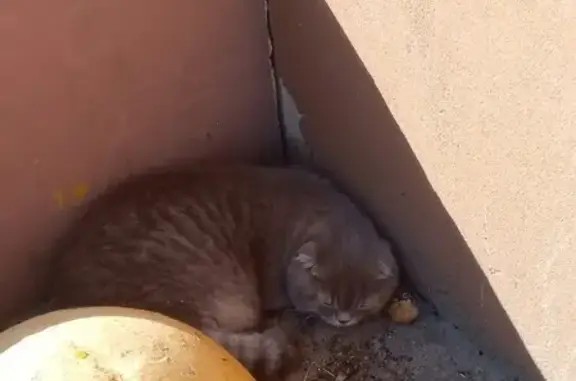 Найден кот на Президентском бульваре, Чебоксары