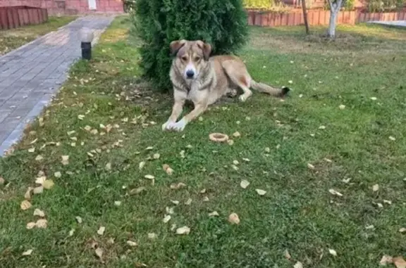 Найдена собака, Москва, фото: Найдена молодая собака рыжего окраса в пос. Вороновское, Москва