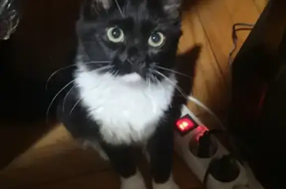 Кошки потеряшки, Москва, фото: Потеряшка кошка JJ 