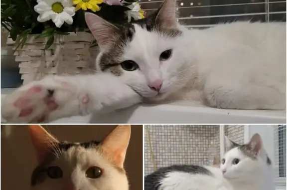 Кошки потеряшки, Казань, фото: Потеряшка кошка с улицы Академика Глушко, 26 в Казани