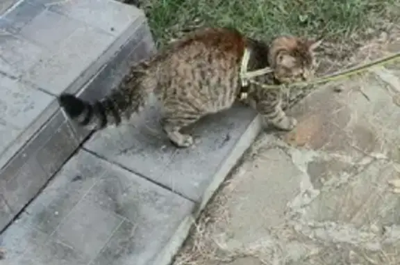 Подросток-котенок найден на пруду Баранка в Загорянском