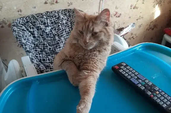 Кошки потеряшки, Санкт-Петербург, фото: Потеряшка кошка на проспекте Елизарова, 38 литА, СПб