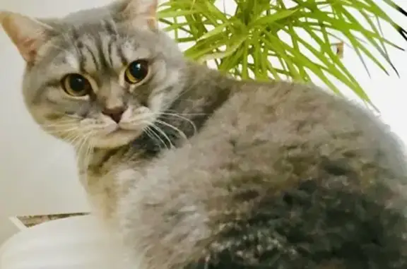 Пропала кошка Шипсик в Московской области