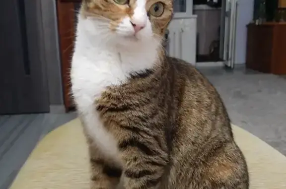 Пропала кошка в Бухте Дубовой, зовут Лаки