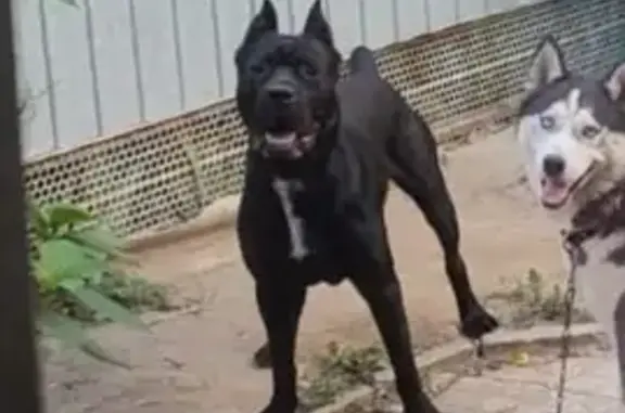 Найдена собака на Красноармейской, 55 в Краснодаре